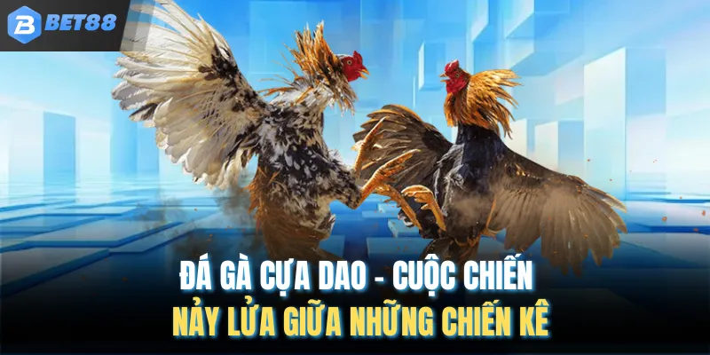 Đá Gà Cựa Dao – Cuộc Chiến Nảy Lửa Giữa Những Chiến Kê