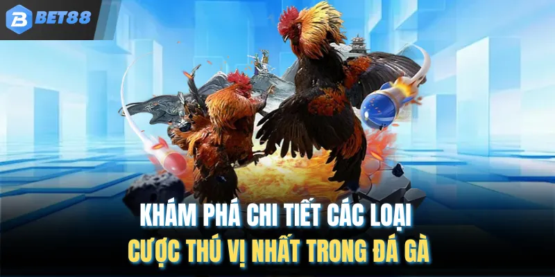 Khám phá chi tiết các loại cược thú vị nhất trong đá gà
