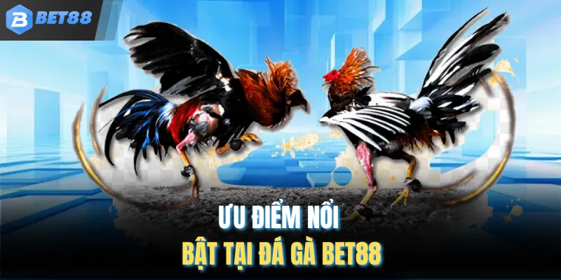 Ưu điểm nổi bật tại đá gà BET88
